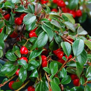 Cotoneaster Rampant Coral Beauty Vente En Ligne De Plants De