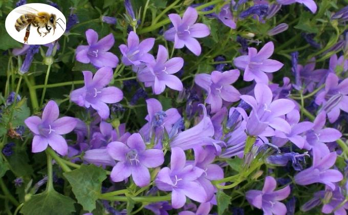 Couvre Sols Et Talus Vente Plantes Couvre Sol Et Plantes