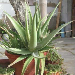 Aloe Vera (Barbadensis Miller) - Vente en ligne de plants de Aloe