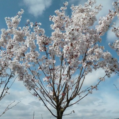 HI-LINE GIFT LTD. Cerisier en fleur illuminé, usage extérieur,200 lumières  DEL 39051-WW