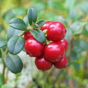 Canneberge - Cranberry – Bakker.com