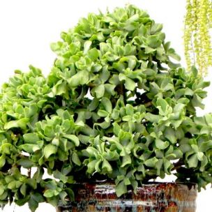 Plante d'intérieur facile : le top 5 à planter à la maison !, Leaderplant  - Actualités Pépinières Leaderplant