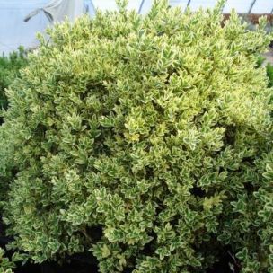 Fusain - Arbustes de jardin - Vente d'arbustes Fusain, Leaderplant - vente  de Vente en ligne d'arbres et arbustes