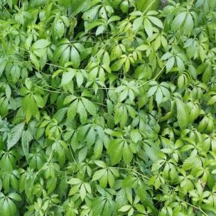 Menthe marocaine - Vente en ligne de plants de Menthe marocaine pas cher