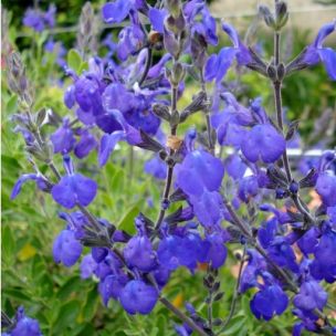 Sauge arbustive vivace à floraison bleu violet - Salvia 'Féline