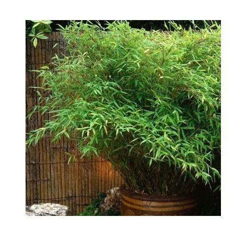 Bambou Fargesia Rufa - Vente en ligne de plants de Bambou Fargesia Rufa pas  cher