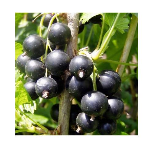 Cassis Titania - Ribes nigrum Titania - Plantes-et-Cie