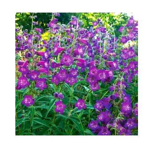 Penstemon Cha Cha Purple Vente en ligne de plants de Penstemon