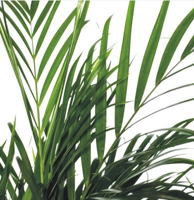 Palmier Areca Vente En Ligne De Plants De Palmier Areca Pas Cher Leaderplant