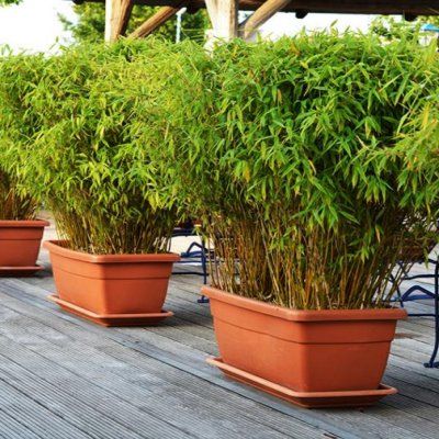 Bambou - Fargesia Rufa - ↨60cm - Ø19 - plante d'extérieur