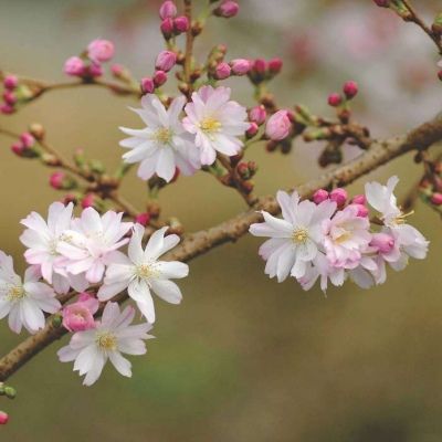 Cerisier à Fleurs d'Automne - Vente en ligne de plants de Cerisier à Fleurs  d'Automne pas cher