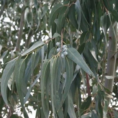 Feuille eucalyptus - Mélusine Paris