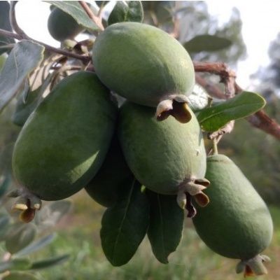 haie de feijoa sellowiana