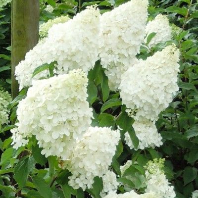 Hortensia paniculé Polar Bear ® - Vente en ligne de plants de Hortensia  paniculé Polar Bear ® pas cher | Leaderplant