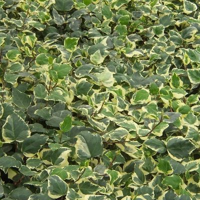 Gloire de Marengo - Vente en ligne de plants de Lierre Gloire de Marengo pas cher | Leaderplant