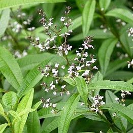 Verveine Odorante Citronnelle Vente En Ligne De Plants De Verveine Odorante Citronnelle Pas Cher Leaderplant