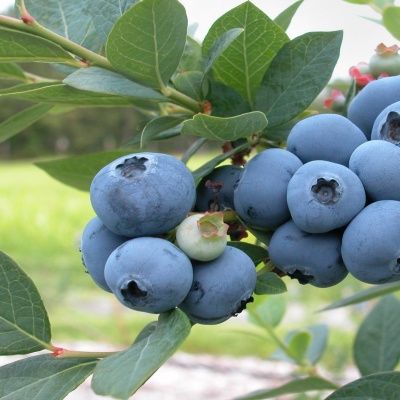 Myrtille – Fruits Vaud Genève