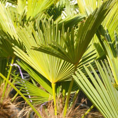 Comment transplanter un palmier ? - Palmiers et Compagnie