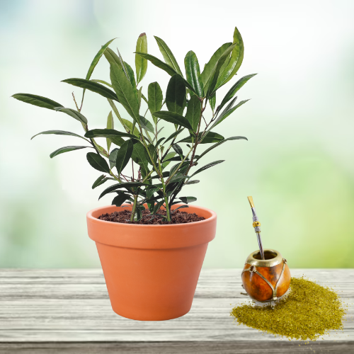 Tendance déco : 5 bonnes raisons de collectionner les mini plantes grasses