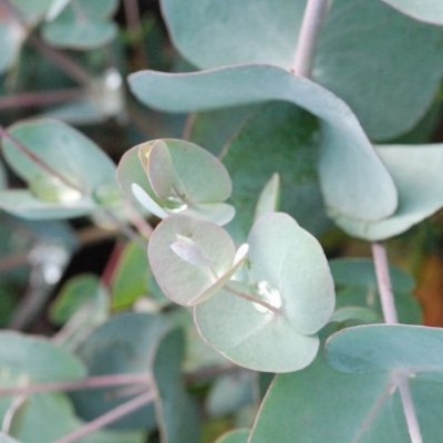 Feuilles d'eucalyptus bio - Sol à Sol