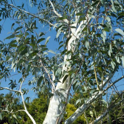 Eucalyptus : arbre, plantation, entretien, culture