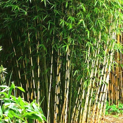 Bambou Fargesia Campbell - Vente en ligne de plants de Bambou