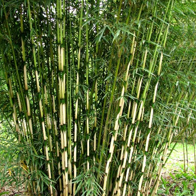 Kit brise-vue balcon bambou campbell 5 l