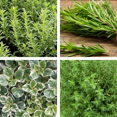 Plantes et herbes aromatiques : conseils de culture et entretien
