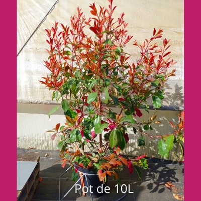 Engrais plantes vertes et fleuries 250 ml botanic® : Engrais plantes  d'intérieur Botanic® maison - botanic®