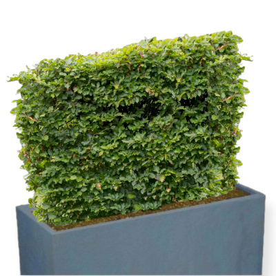 6x Boîte de balcon cache-plantes avec fermeture éclair blanc H35 x 85 x 25  cm 70 g /