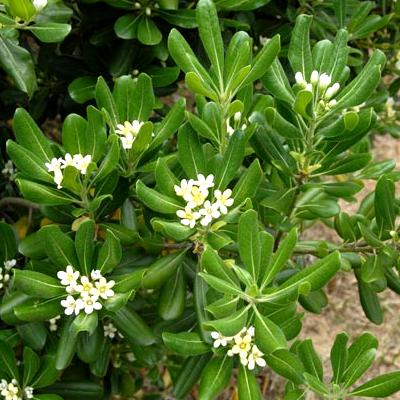 KIT Brise-vue Balcon Pittosporum du Japon - Vente en ligne de plants de KIT  Brise-vue Balcon Pittosporum du Japon pas cher