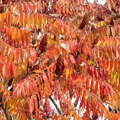 Vinaigrier - Arbre en ligne - Achat d'arbres et d'arbustes en ligne