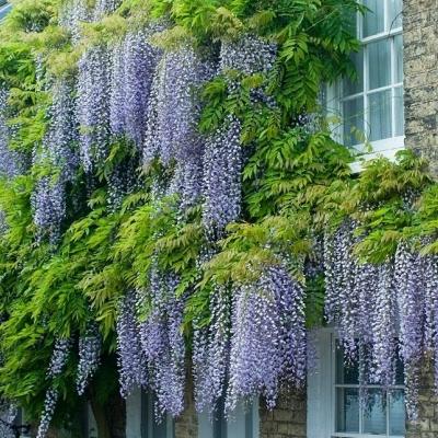 https://www.leaderplant.com/media/catalog/product/w/i/wisteria-floribunda-macrobotrys-compressed.jpg