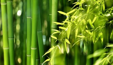 Comment planter une haie de bambous ?