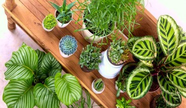 Jardinière d'intérieur - cultivez votre petit jardin intérieur