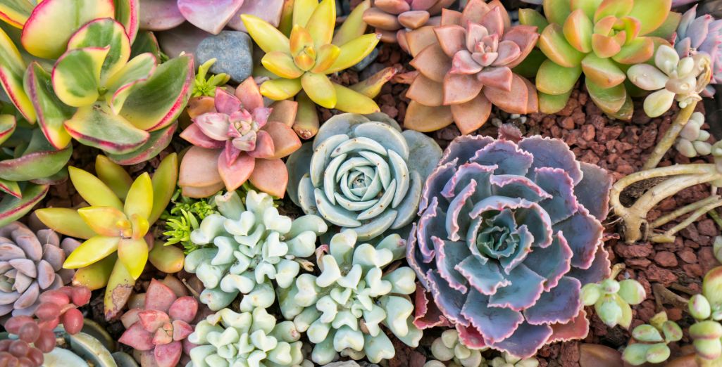 Qu'est-ce qu'une plante succulente ? – Mes Cactus Et Succulentes