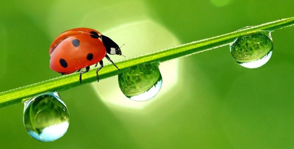 Attirer les coccinelles dans votre jardin Soigner les plantes