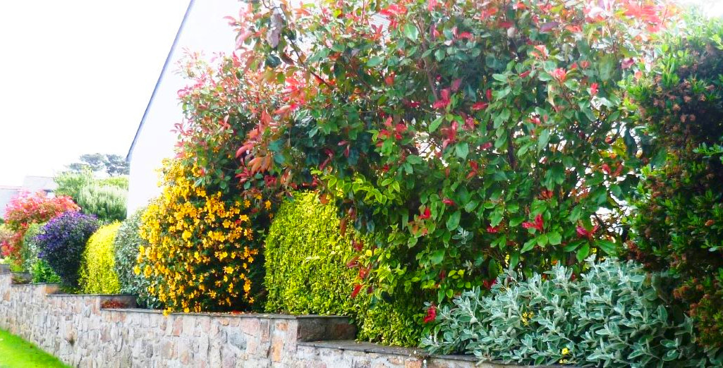 Plante brise-vue terrasse : Les meilleures plantes de protection