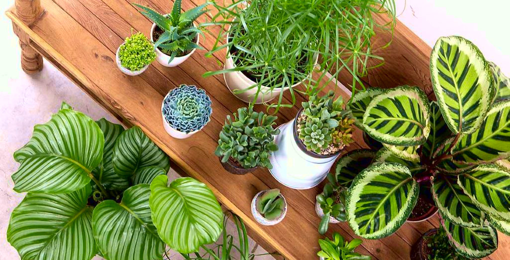 Des plantes succulentes comestibles à planter dans votre jardin
