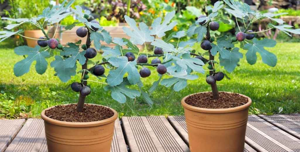 Cultiver un arbre fruitier en pot