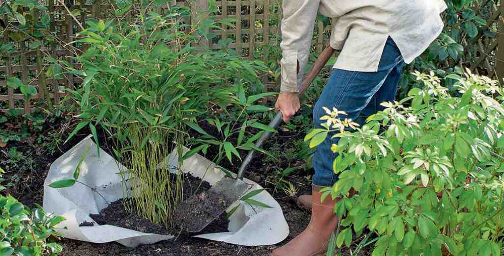 Vous plantez du bambou dans votre jardin ? Voici pourquoi il vaut mieux  faire attention 