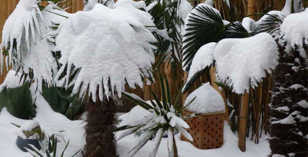 Comment bien protéger ses plantes du froid en hiver