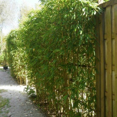Le brise-vue en bambou : pourquoi le choisir et comment l
