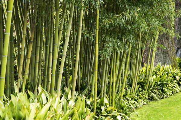 Bambou en pot : plantation, entretien et choix des espèces - Le Parisien