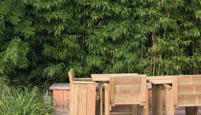 Bois de bambou : pourquoi utiliser le bambou comme bois