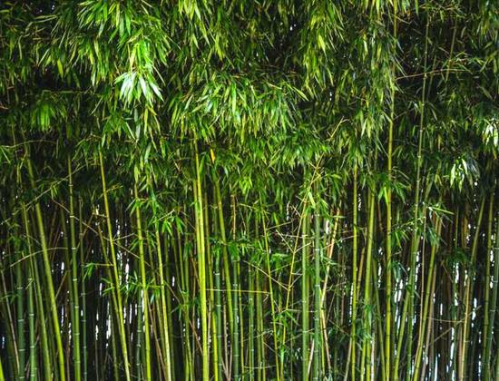 Vous plantez du bambou dans votre jardin ? Voici pourquoi il vaut mieux  faire attention 