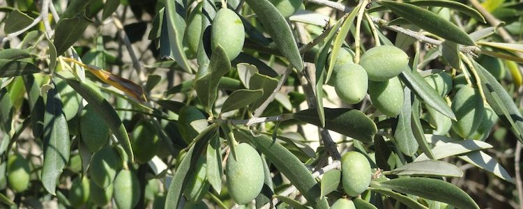 Hiver et gel : voici comment protéger et hiverner son olivier