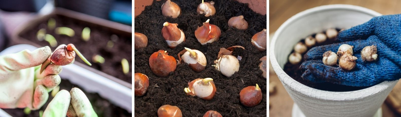 Planter des bulbes en pot
