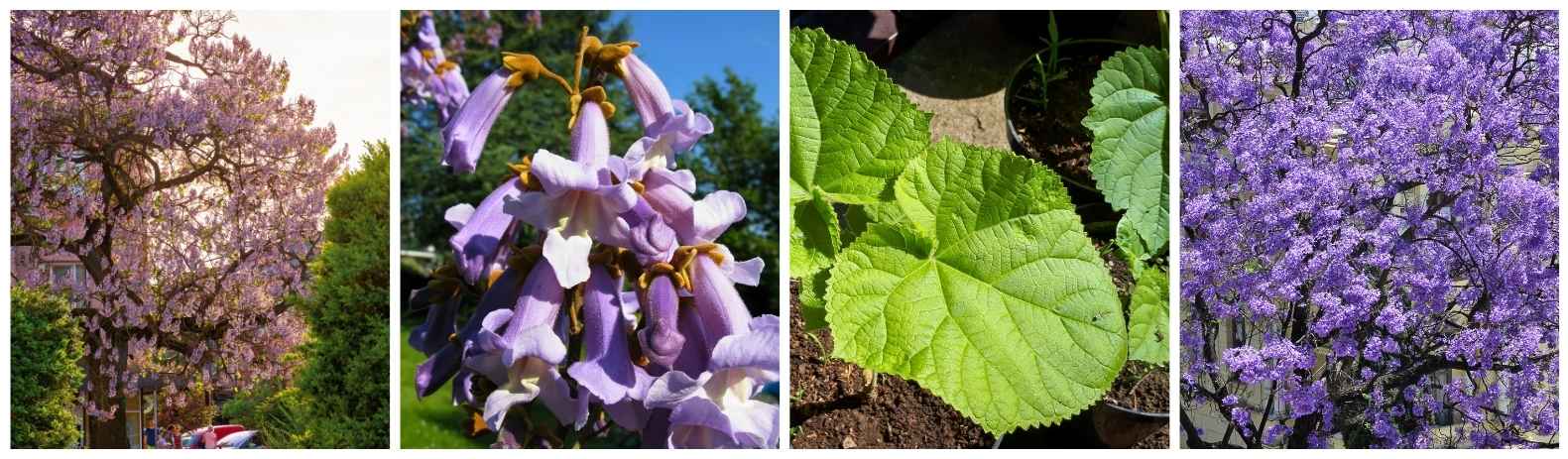 Feuilles, fleurs, arbre Paulownia