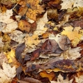 Paillis de Feuilles mortes